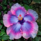 20 Orange Blue Hibiscus Seeds Perennial Seed Bloom Flower Flowers Fresh Garden