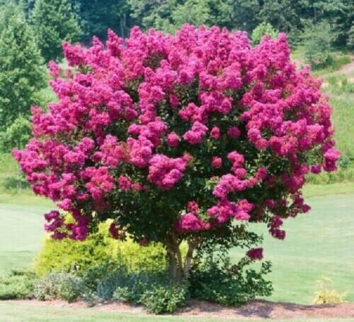 25 Pink Velour Lilac Seeds Tree Fragrant Flowers Perennial Flower Fresh Garden