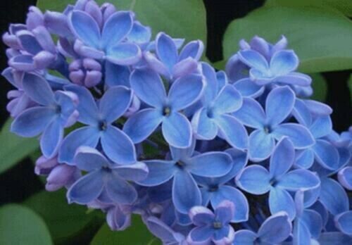 25 Blue Lilac Seeds Tree Fragrant Flowers Flower Perennial Seed Fresh Garden