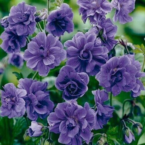 Blue Bacopa Hollyhock 25 Seeds Fresh Garden