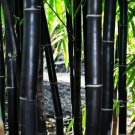 Black Bamboo 50 Seeds Privacy Plant Exotic Shade Screen Fresh Garden