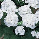 Maverick White Geranium Seeds 12 Seeds Seed Fresh Garden
