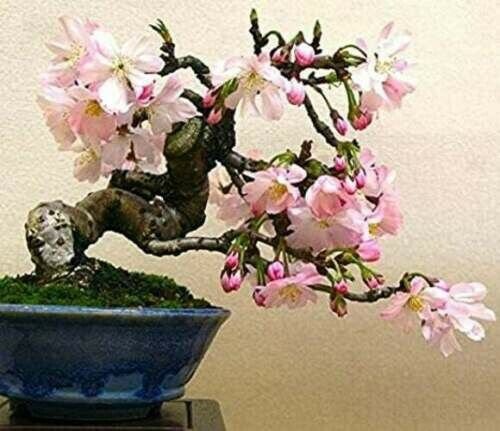 Bonsai Globe Willow Tree Thick Trunk Cutting Exotic Bonsai 10 Seeds Fresh Garden