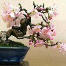 Bonsai Globe Willow Tree Thick Trunk Cutting Exotic Bonsai 10 Seeds Fresh Garden