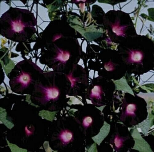 Morning Glory Ipomoea Kniolas Black Annua L25 Seeds Fresh Garden