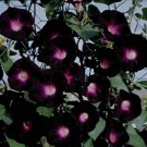 Morning Glory Ipomoea Kniolas Black Annua L25 Seeds Fresh Garden
