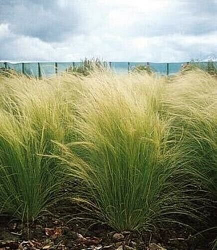 Ornamental Grass Seed Stipa Tenuissima Pony Tails 50 Seedsj Fresh Garden