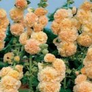 25 Apricot Hollyhock Seeds Perennial Flower Seed Flowers Bloom Seed Fresh Garden