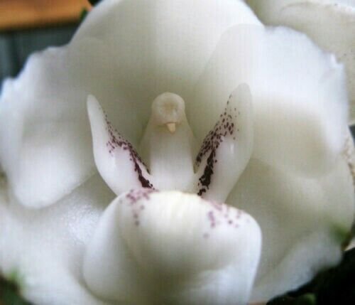 20Pcs Dove Orchid Or Holy Ghost Orchid (Peristeria Elata) Flower Seed Fresh Garden