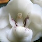 20Pcs Dove Orchid Or Holy Ghost Orchid (Peristeria Elata) Flower Seed Fresh Garden
