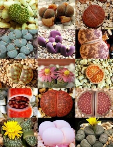 Rare Lithops Mix Succulent Cactus Exotic Living Stones Desert Rock 30 Seed J Fresh Garden