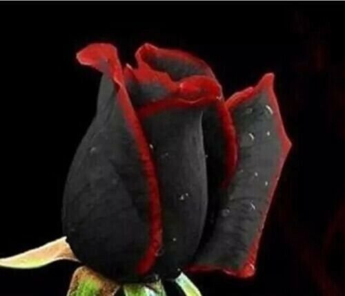 Beautiful Black Rose Flower With Red Edge Seedling Seed 50 Seeds Fresh Garden