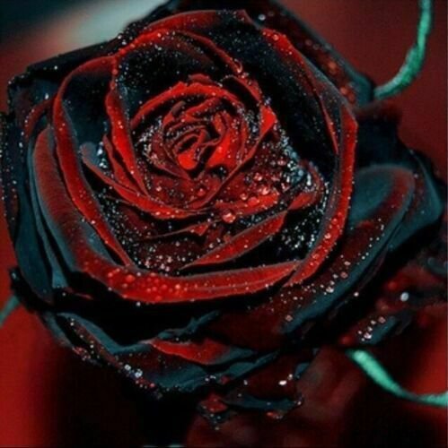 Black Red Rose Flower Seeds 50Pcs Beautiful Fresh Garden