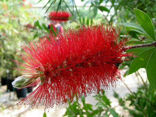40 Crimson Bottlebrush Shrub Flower Callistemon Seeds New Crop Fresh Garden