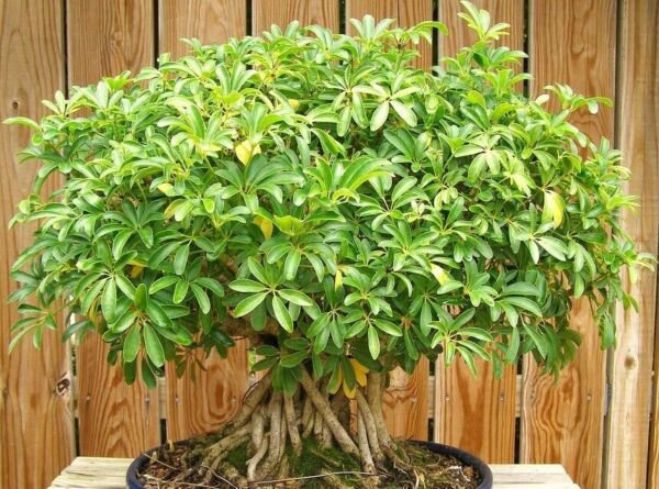 Schefflera Arboricola Rare Flowering Dwarf Umbrellatree Bonsai 25 Seeds J Fresh Garden