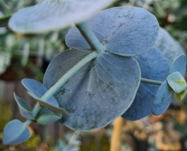 Eucalyptus Pulverlenta Silver Leaved Mountain Gum Seeds 25 Pc Authentic Fresh Garden