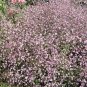 350 Red Babyâs Breath Flower Seeds Gypsophila Elegans LKY