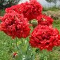 100 Giant Double Red Peony Poppy Flower Seeds Papaver Somniferum var. Paeoniflorum LKY