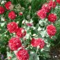 100 Giant Double Red Peony Poppy Flower Seeds Papaver Somniferum var. Paeoniflorum LKY