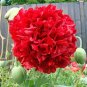 100 Giant Double Red Peony Poppy Flower Seeds Papaver Somniferum var. Paeoniflorum LKY