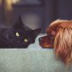 Pets & Other Animals