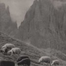 Postcard from 1959 Sheep on a mountain