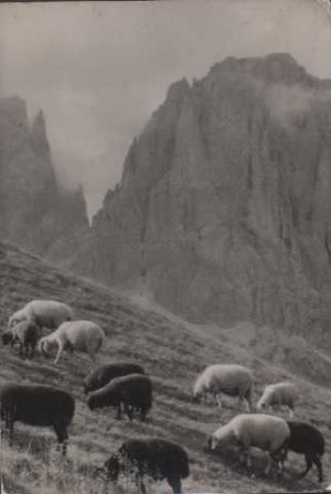 Postcard from 1959 Sheep on a mountain