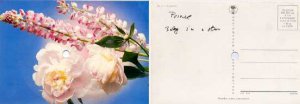 Prince - Postcard - Baby, I'm A Star - Poland   Postcard -   m