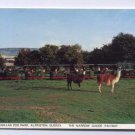 DRUSILLAS Zoo Park  Sussex JUDGES Postcard Topo