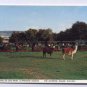 DRUSILLAS Zoo Park  Sussex JUDGES Postcard Topo