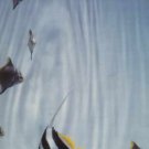 The Big Dish - Slide - UK 12" Single - VS851-12 ex/ex