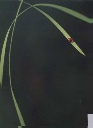 Fluke - Out (In Essence) - UK 12" Single - FLUKE1 ex/m