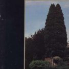 John Foxx - The Garden - UK LP - V2194 vg/m