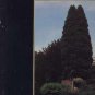 John Foxx - The Garden - UK LP - V2194 vg/m