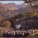 Driving Sheep, Seatoller, Borrowdale Cumbia Postcard