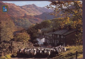 Driving Sheep, Seatoller, Borrowdale Cumbia Postcard