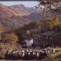 Driving Sheep, Seatoller, Borrowdale Cumbia Postcard