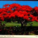Bahamas Royal Poinciana Tree Postcard  1973