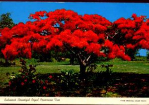 Bahamas Royal Poinciana Tree Postcard  1973