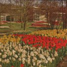 Keukenhof  Lisse Holland Postcard  1963