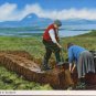 Cutting Peat in Scotland Postcard A Hail Caledonia Product  - People