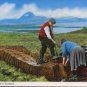 Cutting Peat in Scotland Postcard A Hail Caledonia Product  - People