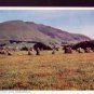 Druids Circle and Sandleback C.P. Abraham Ltd  Postcard