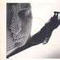 Midge Ure - If I Was - UK 12" Single