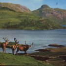 ROYAL STAG IN VELVET - Postcard : SCOTLAND