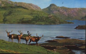 ROYAL STAG IN VELVET - Postcard : SCOTLAND