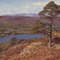 WINDERMERE CUMBRIA POSTCARD