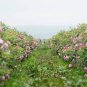 Scent of a Rose Eau de Parfum 100% natural botanical fragrance
