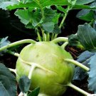 50 seeds Giant White Kohlrabi Non-GMO