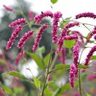 50 Seeds Polygonum Orientale Seeds 'Kiss-Me-Over-The-Garden-Gate' Princess Feather Annual